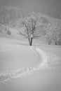 Single snowboard trail leads through snow towards a tree, Hokkaido, Japan