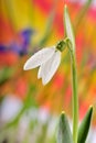 Single snowdrop Royalty Free Stock Photo