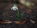 Single Snowdrop Blooming on Forest Floor Royalty Free Stock Photo