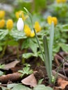 Single Snowdrop Royalty Free Stock Photo