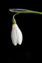 A single snowdrop on a black background
