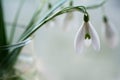 Single snowdrop flower against blurred background
