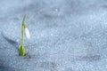 A single snowdrop flower on a snow background