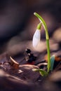 Single snowdrop in forest