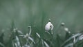 A Single Snowdrop (Galanthus) Royalty Free Stock Photo