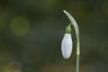 A single snowdrop Royalty Free Stock Photo