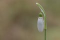 A single snowdrop Royalty Free Stock Photo