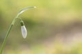 A single snowdrop Royalty Free Stock Photo
