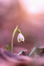 Single snowdrop growing in spring forest at sunrise with copy space