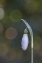 A single snowdrop Royalty Free Stock Photo