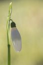 A single snowdrop Royalty Free Stock Photo