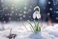 Single Snowdrop spring flower covered in snow in early spring