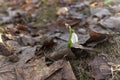 Single snowdrop spring through last year`s leaves