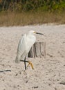 Single snowy egret walking toward next meal Royalty Free Stock Photo