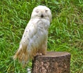 Single snowy owl or Bubo Scandiacus Royalty Free Stock Photo