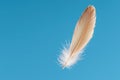 Single soft feather floating on a blue background