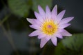 Soft pink lotus flower with yellow pollen and green lotus leaves backgrounds is blooming in the pool. Water lily Royalty Free Stock Photo