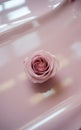 Single soft pink rose bloom centered on a smooth pink surface with light reflections single flower Royalty Free Stock Photo
