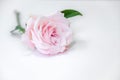 A Single Soft Pink Rose Royalty Free Stock Photo