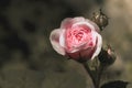 A single soft pink rose in the shade Royalty Free Stock Photo
