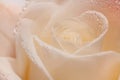 Single soft rose flower with dew drops close up