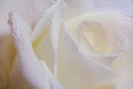 Single soft rose flower with dew drops close up