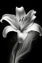 A single solitary bloom of a Lilium longiflorum also called Easter or November Lily. Generative AI