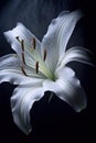 A single solitary bloom of a Lilium longiflorum also called Easter or November Lily. Generative AI