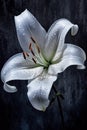 A single solitary bloom of a Lilium longiflorum also called Easter or November Lily. Generative AI