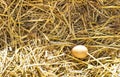 A single solitary brown egg laid by a hen in a nest on a layer of straw in a chicken coop on a farm