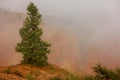 Single solitary pine tree in the fog in bryce canyon national park Royalty Free Stock Photo