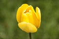 Single yellow tulip against a green background