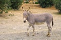 Single Somali wild ass donkey, Equus asinus somalicus, in a zoological garden