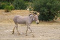 Single Somali wild ass donkey, Equus asinus somalicus, in a zoological garden