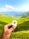 Single sow-thistle holded by males hand with the background of the mountains. Fragile nature