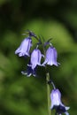 Single spanish bluebell, endymion hispanicus Royalty Free Stock Photo