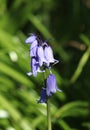 Single spanish bluebell, endymion hispanicus Royalty Free Stock Photo