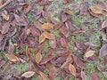 Leaves covered with hoar frost on a village green playing field. Royalty Free Stock Photo