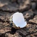 Broken Quail Eggshell on Fertile Soil Royalty Free Stock Photo