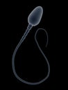 Single sperm isolated