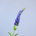 Single Spiked Speedwell