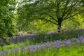 Blue Camassia Leichtlinii flowers in the grass, photographed in springtime at RHS Wisley garden, Surrey UK. Royalty Free Stock Photo