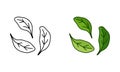 Single spinach leaves, doodle icons set. Linear and color version. Black simple illustration of ingredient for salad. Contour