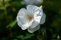 Single Spinnaker Amorina white rose by De Ruiter Royalty Free Stock Photo