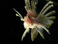 A single spinney lionfish swimming Royalty Free Stock Photo