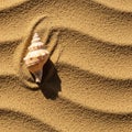 A single spiral sea shell rests on coarse, textured sand exhibiting wave-like patterns. Royalty Free Stock Photo