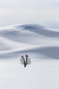 Single split trunk tree surrounded by snow and hills
