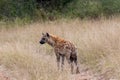 Spotted hyena isolated in the wilderness Royalty Free Stock Photo