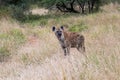 Spotted hyena isolated in the wilderness Royalty Free Stock Photo