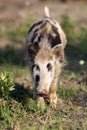 Single juvenile Wild boar in a forest during summer period